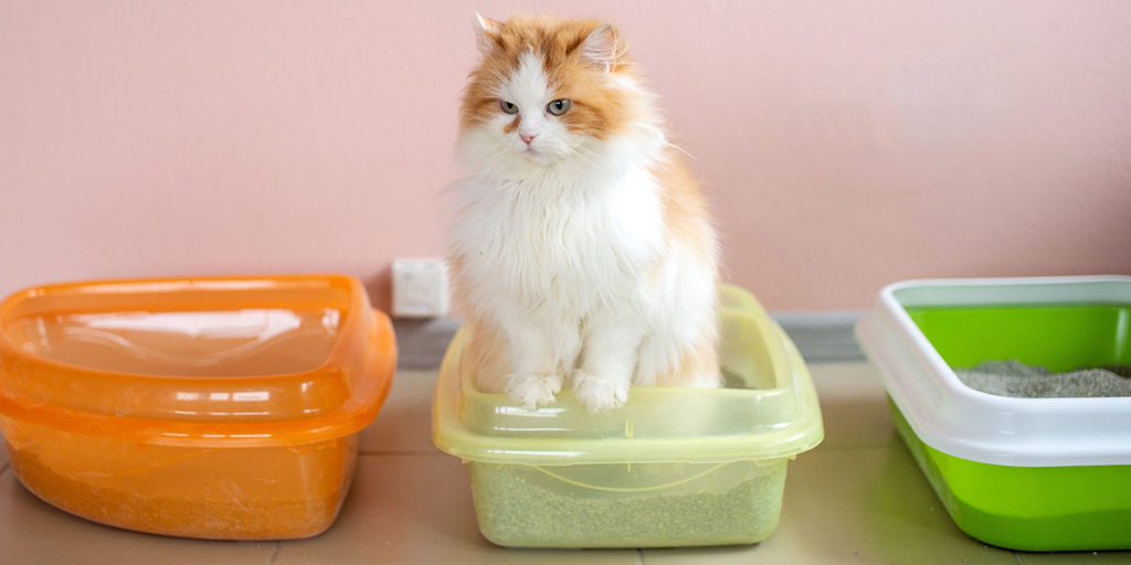 What You Need to Know About NonClumping Cat Litter Skoon