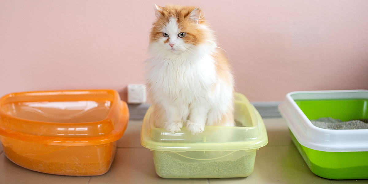 When It’s Best to Use Non-Clumping Cat Litter