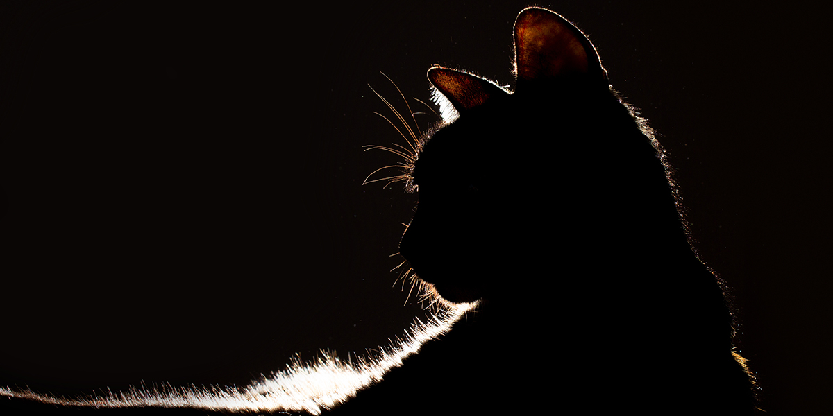 Can Cats See In the Dark?