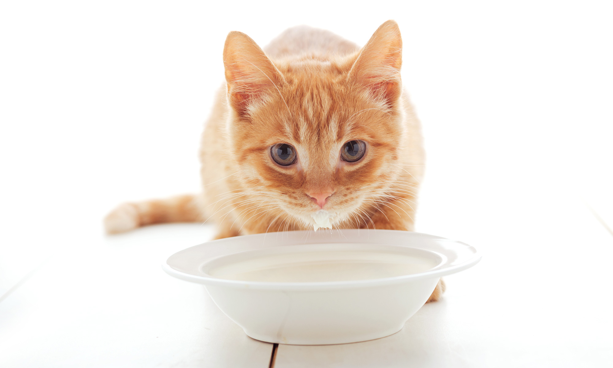 Can Cats Drink Milk | Skoon Cat Litter