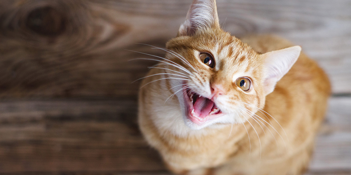 What You Need to Know About Cat Zoomies | Skoon Cat litter