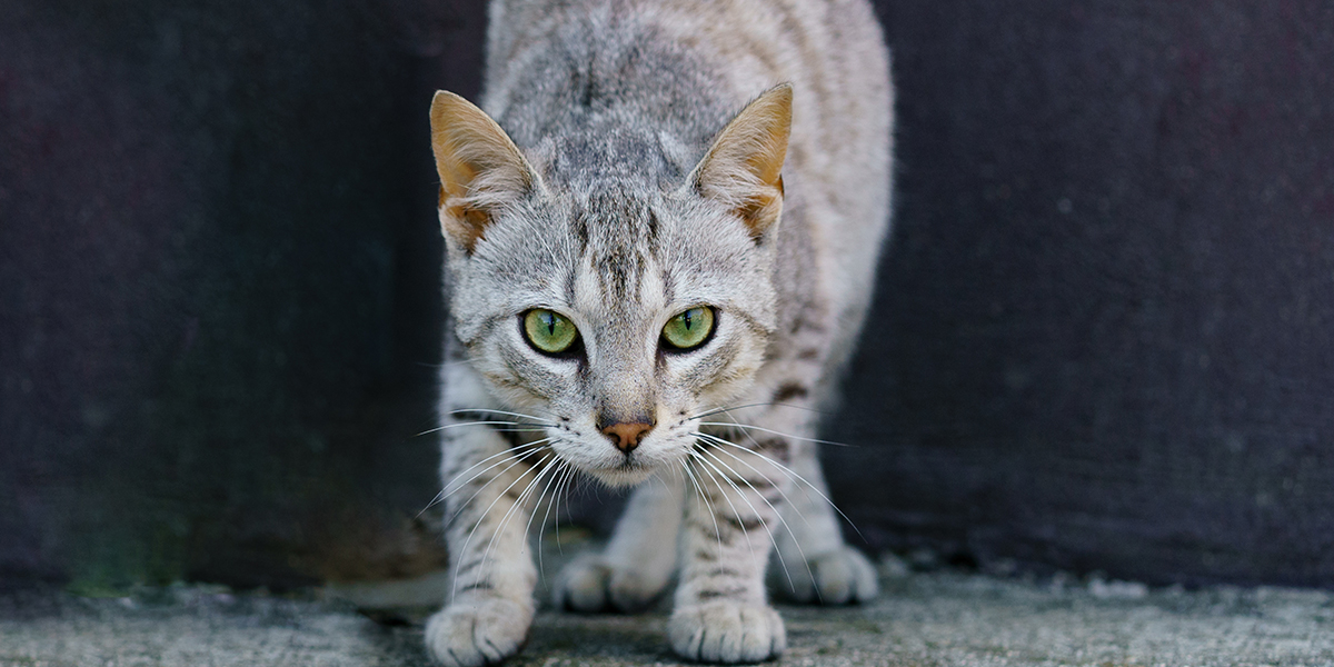 Your cat may have an underlying medical condition