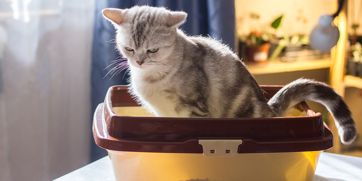 Why Do Cats Get the Zoomies After Using the Litterbox?