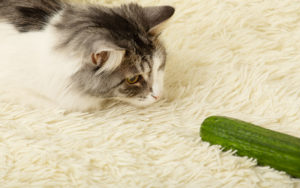 Cats jump over cucumbers