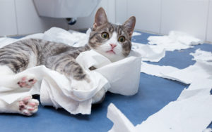 Cats go to war with toilet paper rolls