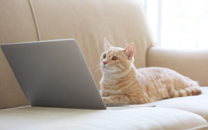 Cats try to get work done on their human’s laptop