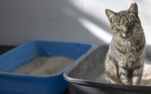 The Main Differences Between Clumping and Non-Clumping Cat Litter