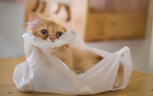 Cats sit on — and play with — plastic bags