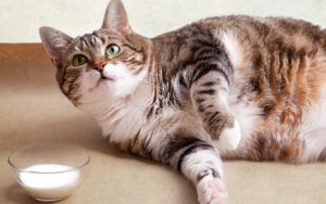 How Big Can Cats Get? | Skoon Cat Litter