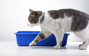 Telltale Signs That Your Cat Likes or Dislikes Non-Clumping Cat Litter