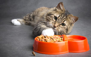 What is the Best Way to Feed Your Cat to Support Its Growth? | Skoon Cat Litter