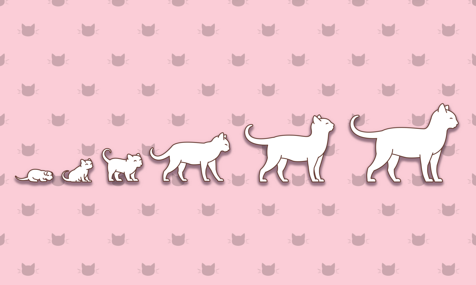 When Do Cats Stop Growing? | Skoon Cat Litter