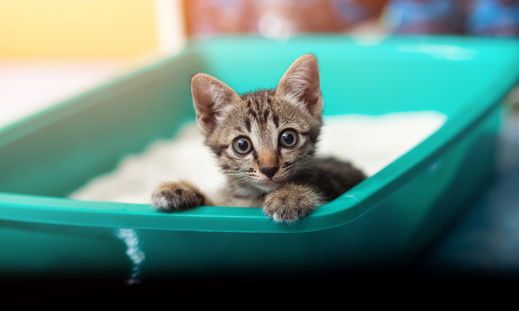Signs Your Cat Needs Non Clumping Cat Litter