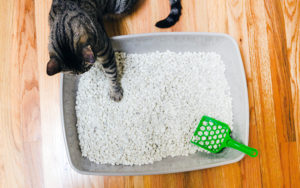 The Different Types of Non-Clumping Cat Litter to Try