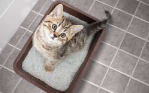 How to Pick the Best Cat Litter for Kittens