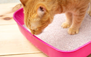 How to Train Your Kitten to Use the Litter Box
