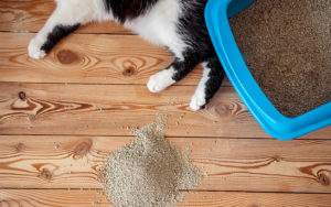 The Main Reasons Why Non-Clumping Is the Best Cat Litter for Kittens