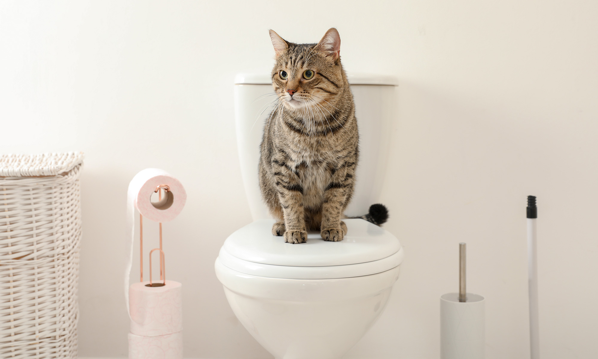 Why It’s Important to Pick the Best Cat Litter For Kittens