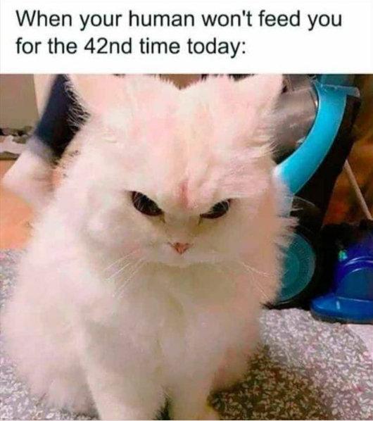 cat memes funny clean