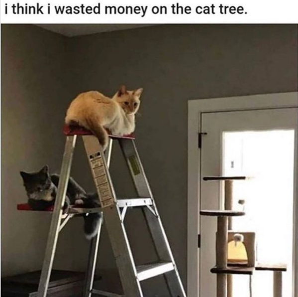 kitty & cat posts / memes