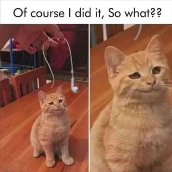 ask cat meme