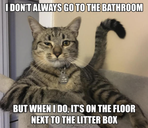 Hilarious Cat Litter Memes | Skoon Cat Litter