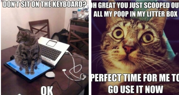 The Funniest Cat Memes of 2021 Are Exactly What You Need Right Now