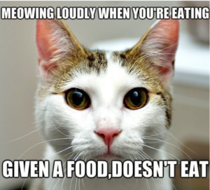 Meowing loudly when you´re eating