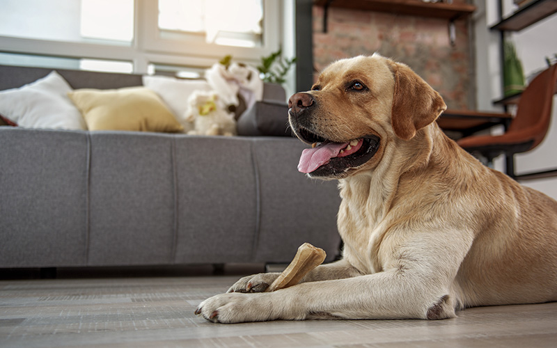 Dog ate clumping cat clearance litter