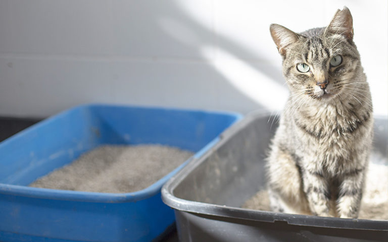 Is All-Natural Cat Litter as Natural as They Claim? - Our Cat Litter ...
