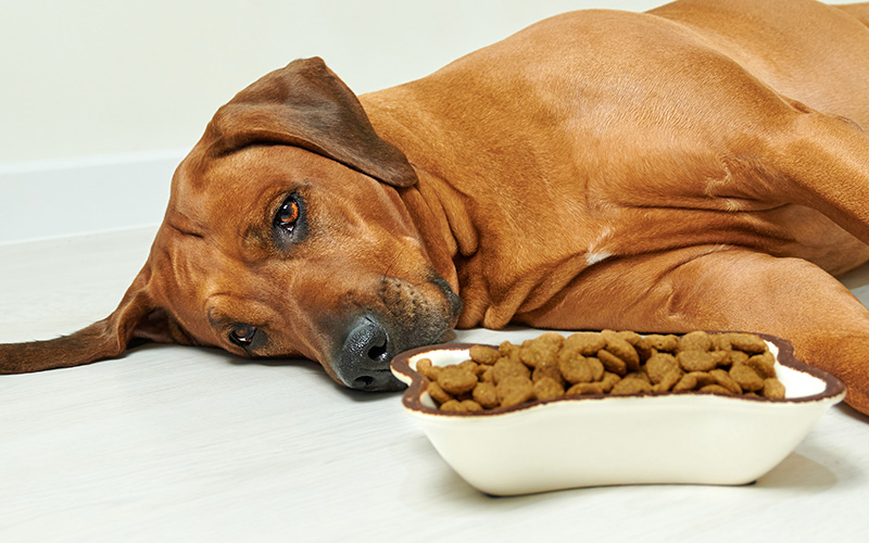 Dog ate shop cat litter