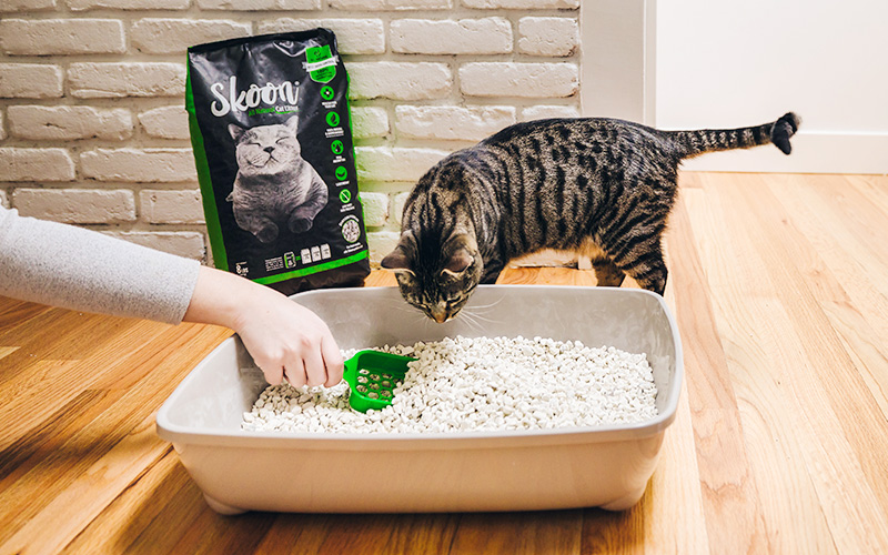 Cat eating clumping outlet litter