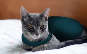 Dress your cat in calming collars or shirts.