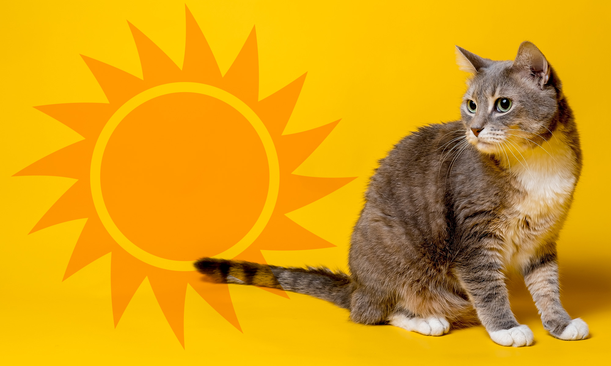 How to Protect Your Cat From the Summer Heat