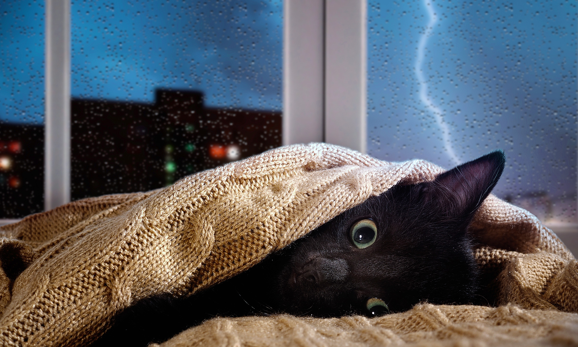 How to Keep Your Cat Calm During Storms and Fireworks