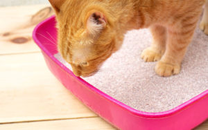 How to Choose the Right Cat Litter Ingredients