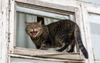 How To Stop Aggressive Cat Behavior | Skoon Cat Litter