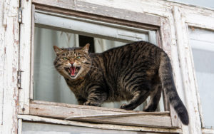 Do cats get more aggressive as they grow up?