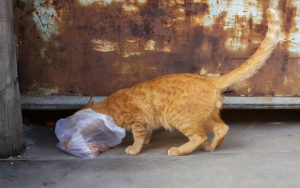 Why does my cat eat plastic? How do I get him to stop?