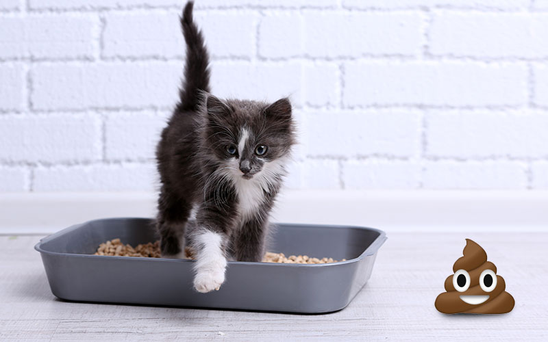 There Are Reasons Why You’re Finding Cat Poop Outside of the Litter Box