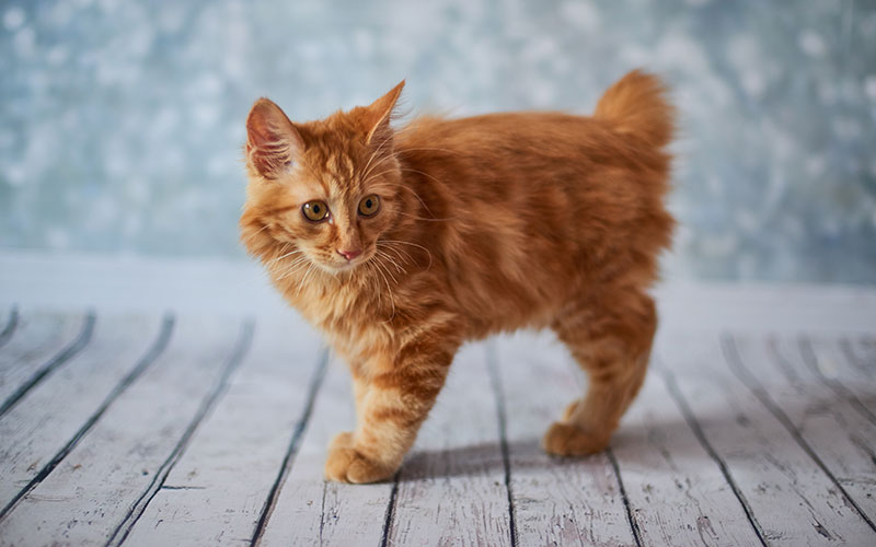 Tailless Cats have Cat Poop Cleaning Issues