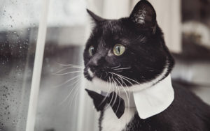 Fancy Cat Collar