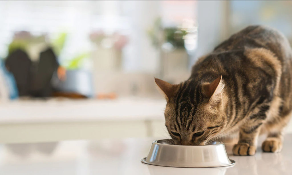 Sandy Robins answers your top questions on cat eating habits - Our Cat ...