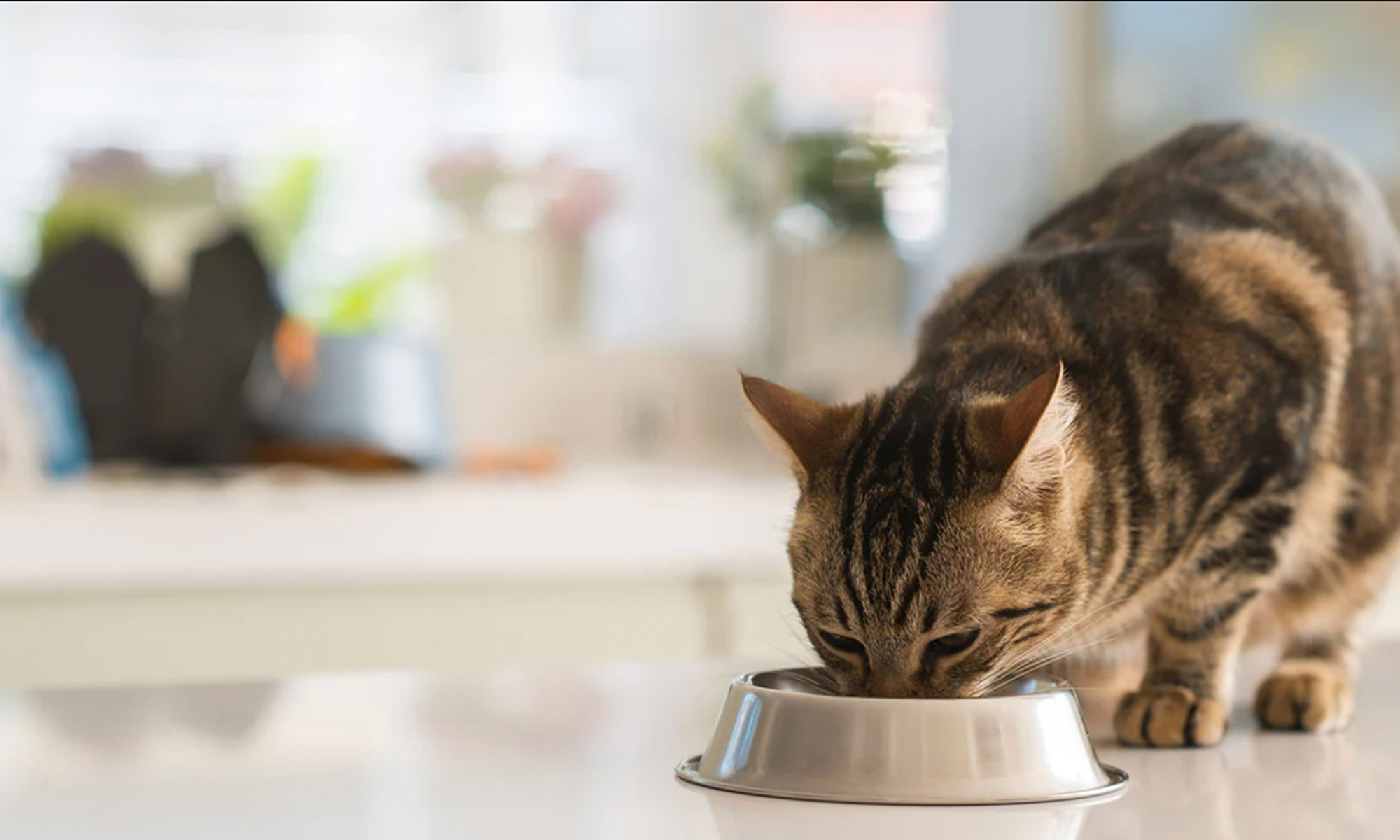 Tips on Cat Eating Habits and Health
