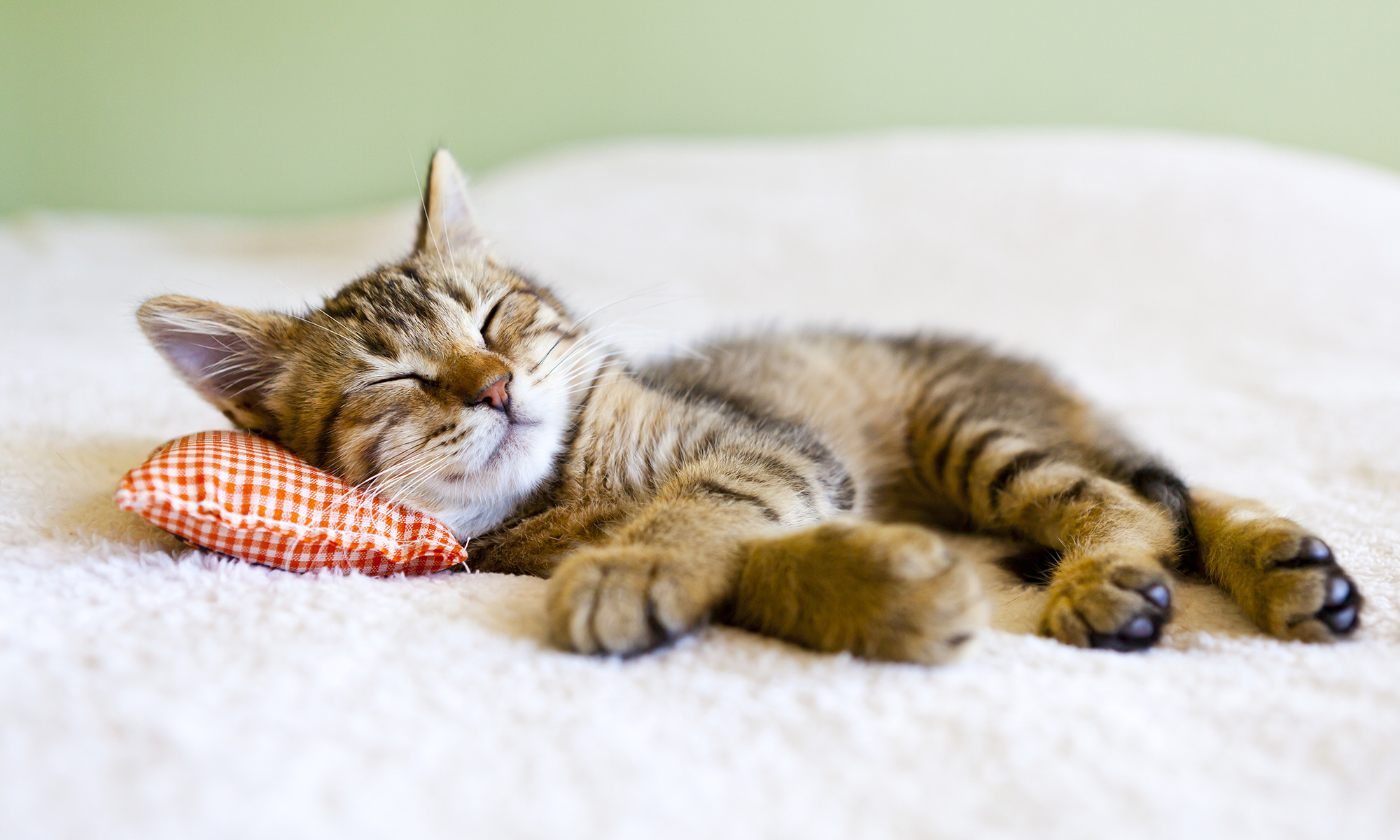 Cat Sleeping Behaviors Explained