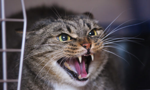 How To Stop Aggressive Cat Behavior | Skoon Cat Litter