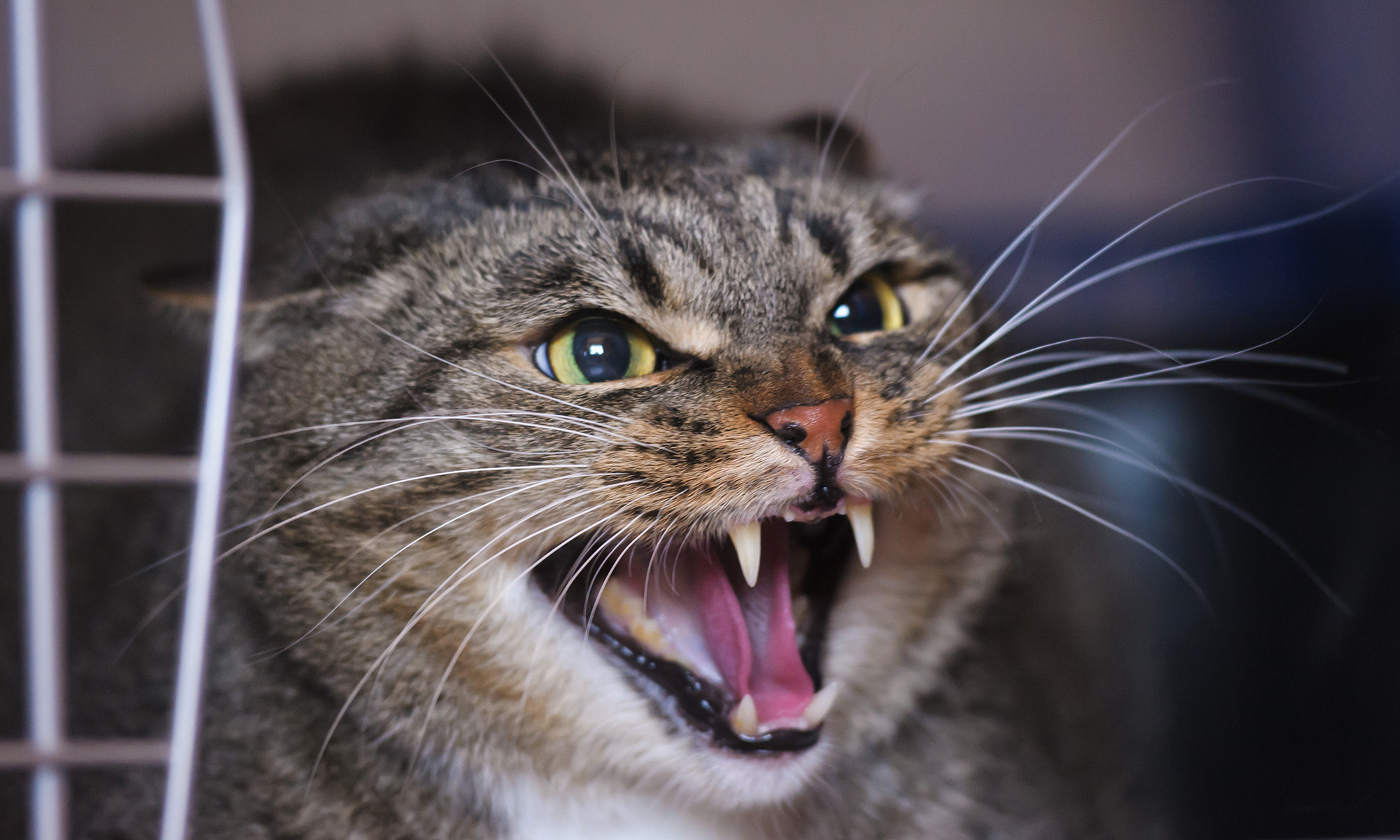 How to Handle Aggressive Cat Behavior