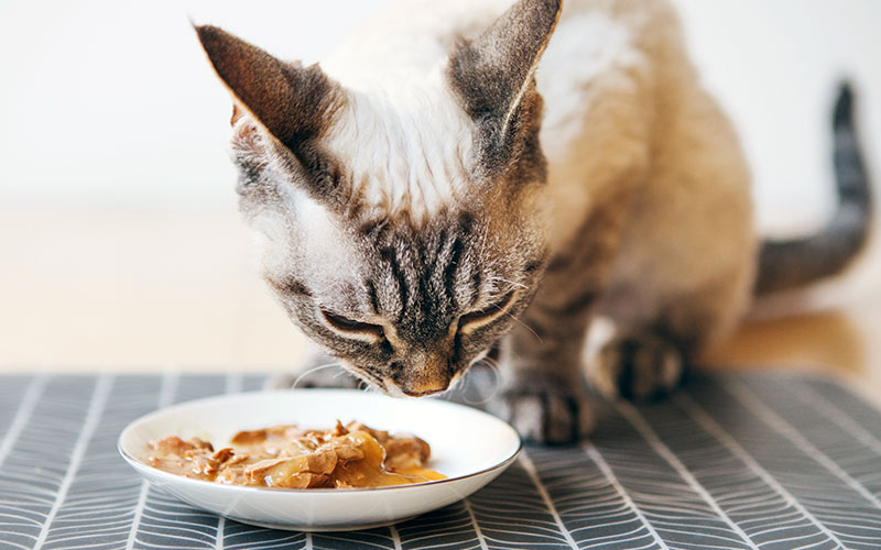 Thanksgiving Food For Cats Maybes
