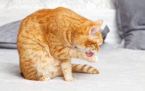 Why do cats lick themselves after going to the bathroom?