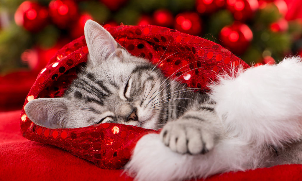 Cat Litter: Subscribe for Less Holiday Stress